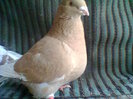 femela