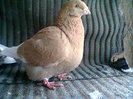 Photo0346