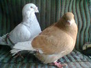 Photo0350