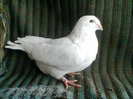 femela