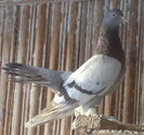 femela 2008