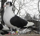 49n.m(f.2011)-vandut