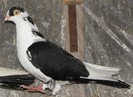 52n(f.2010)-vandut