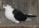 53n(f.2010)-vandut