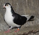 54n(f.2012)-vandut