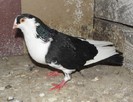 64n(m.2012)-vandut