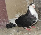 65n(m.2012)-vandut
