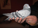 03533-10-401 v.d.wegen-theelen