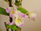 Dendrobium Nobile