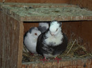 SAM_0447
