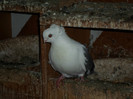 PUI