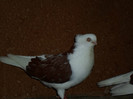 SAM_0450