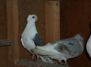 SAM_0452