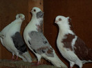 SAM_0453