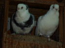 SAM_0457