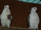 SAM_0461