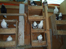 SAM_0462