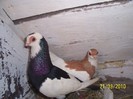 porumbei_wiener_gansel