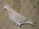 tobosar_arab_2