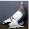 agaran2