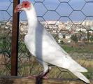 bagdet sirian