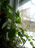 DSCN3671