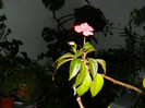 DSCN3676