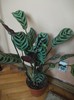 calathea Makoyana