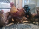 cocos vindut la KLAUS