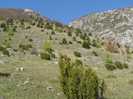 P5015184