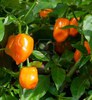 Ardei iute Habanero orange