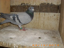 IMG_3146 B 2011.