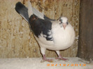 IMG_3152 B 2011.