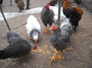 DSCN0009