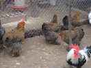 gaini brahmă potarnichie 2011