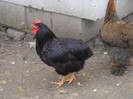 cocoș rhode 2012