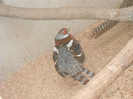 DSCN2696