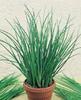 Ceapa de tuns -Chives -0,5gr -3 lei
