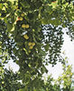 Ginkgo Biloba, -5 sem -8 lei