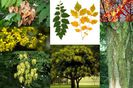 Koelreuteria paniculata/Otetar galben -15 sem -4 lei