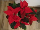 Poinsettia