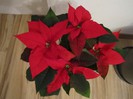 Poinsettia