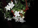 Campanula - duduta190578