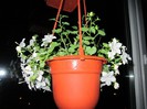 Campanula
