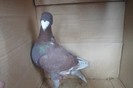 SAM_0222