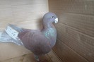 SAM_0223