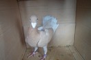SAM_0229