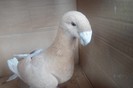 SAM_0230