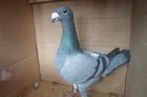 SAM_0244