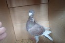 SAM_0260